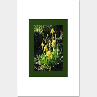 Yellow Iris Photograph Posters and Art
